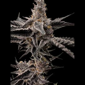 Dream Factory Small Nugs