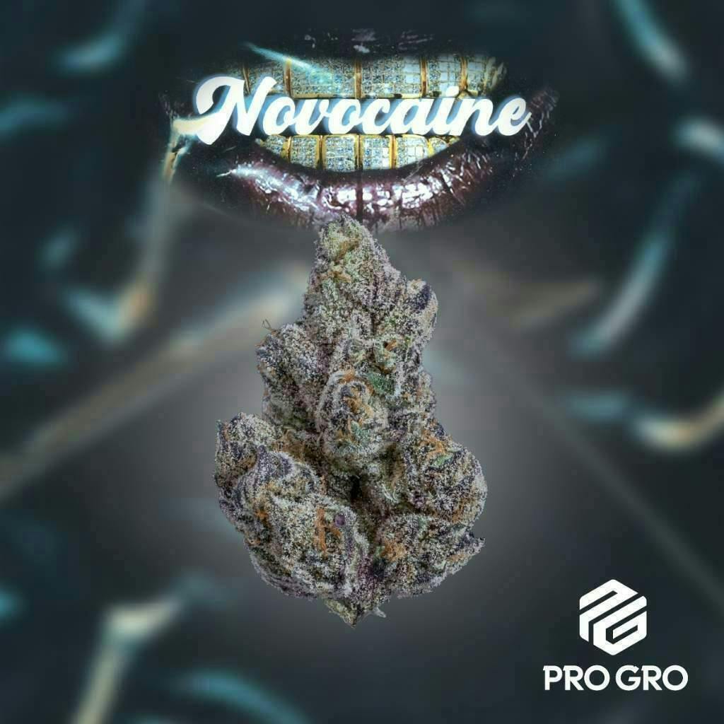 Novocaine Pg