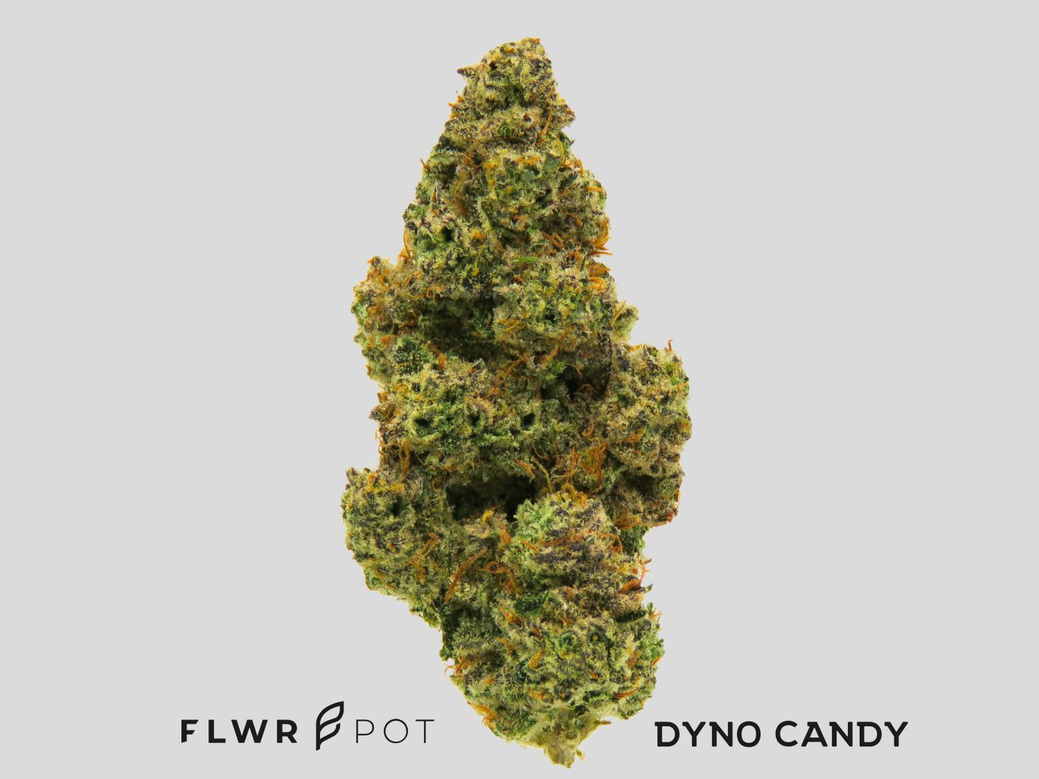 AU | FLWRpot | Dyno Candy