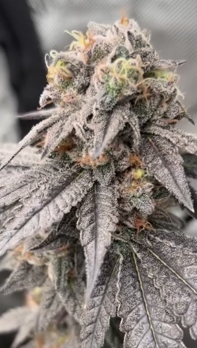 Wurmz | Cosmopolis | Craft Indoor Flower | (Micro)