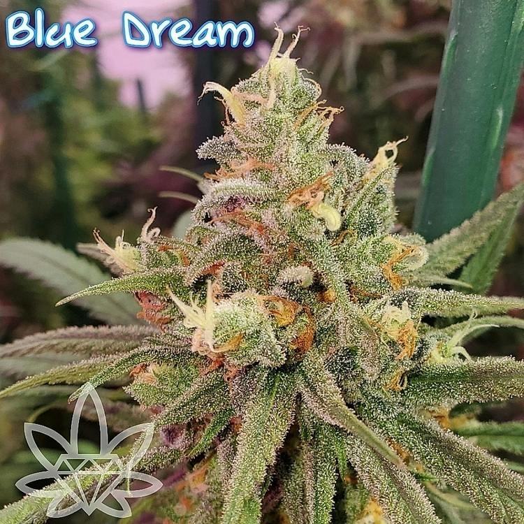 JO 5pk Blue Dream 2.5g High End Farms
