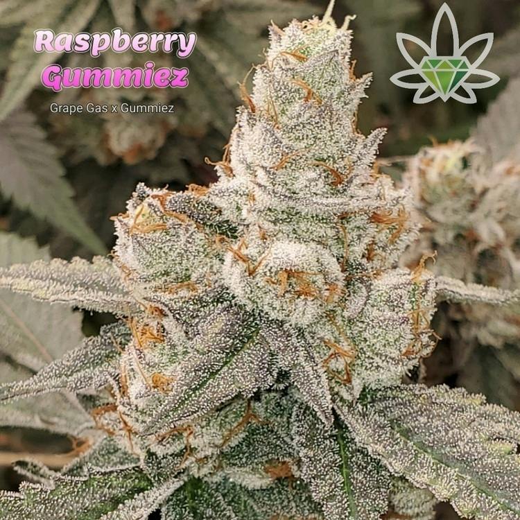 IJ 1pk Hash Blunt Raspberry Gummiez 1g High End Farms