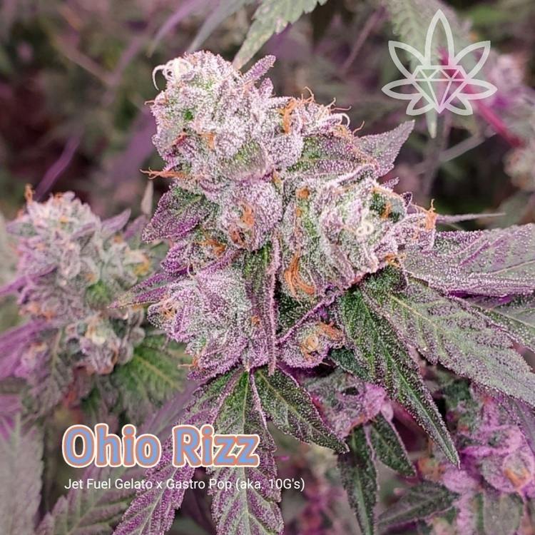 JO 2pk Ohio Rizz 1g High End Farms