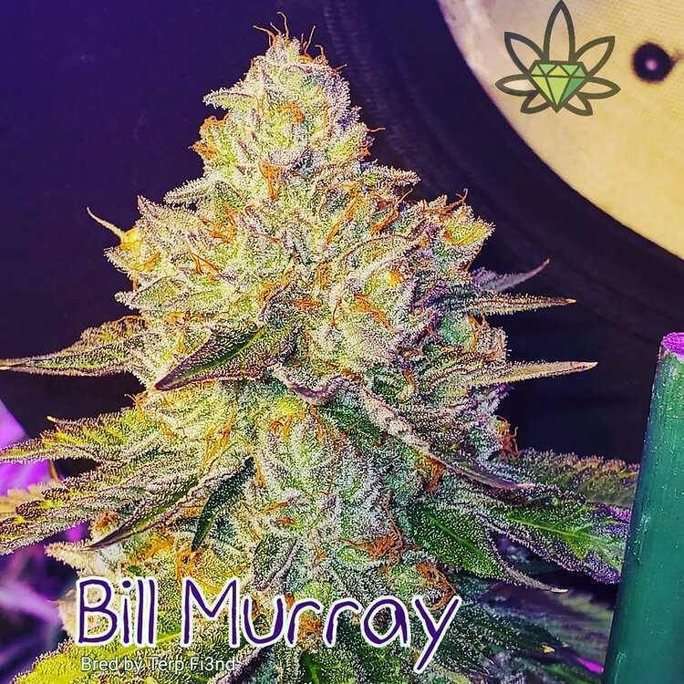 FL Bill Murray 1g High End Farms