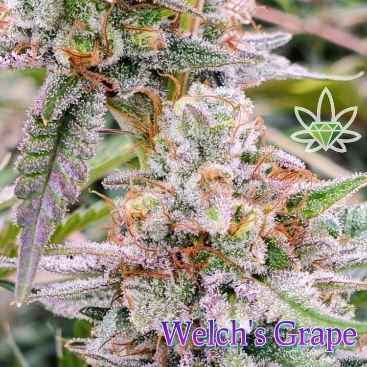 FL Welch's Grape 3.5g High End Farms
