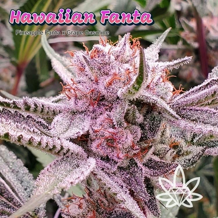 FL Hawaiian Fanta 7g High End Farms