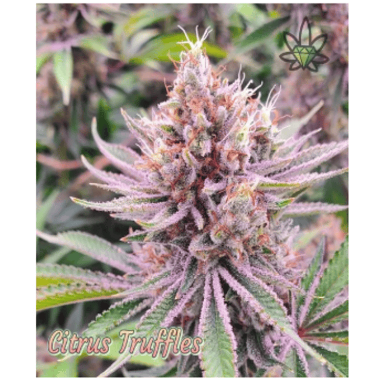 Fl Citrus Truffles High End