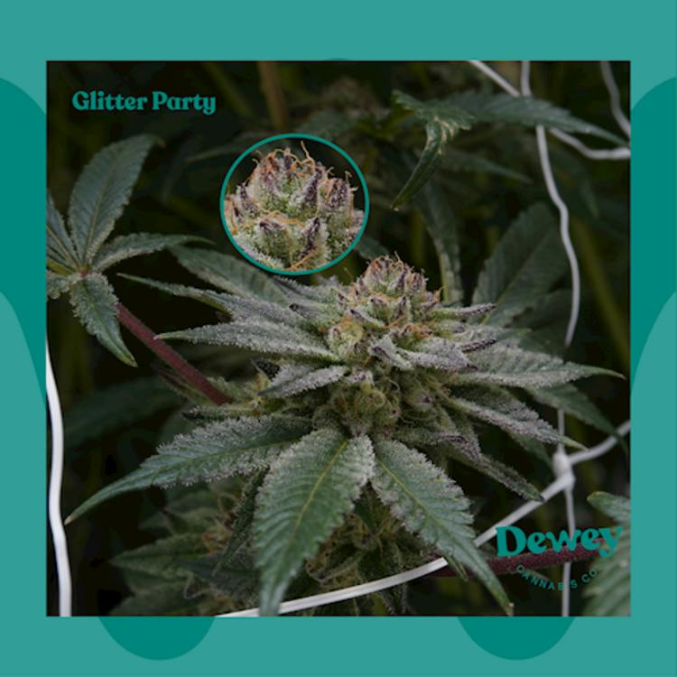 FL Glitter Party 3.5g Dewey Cannabis Co