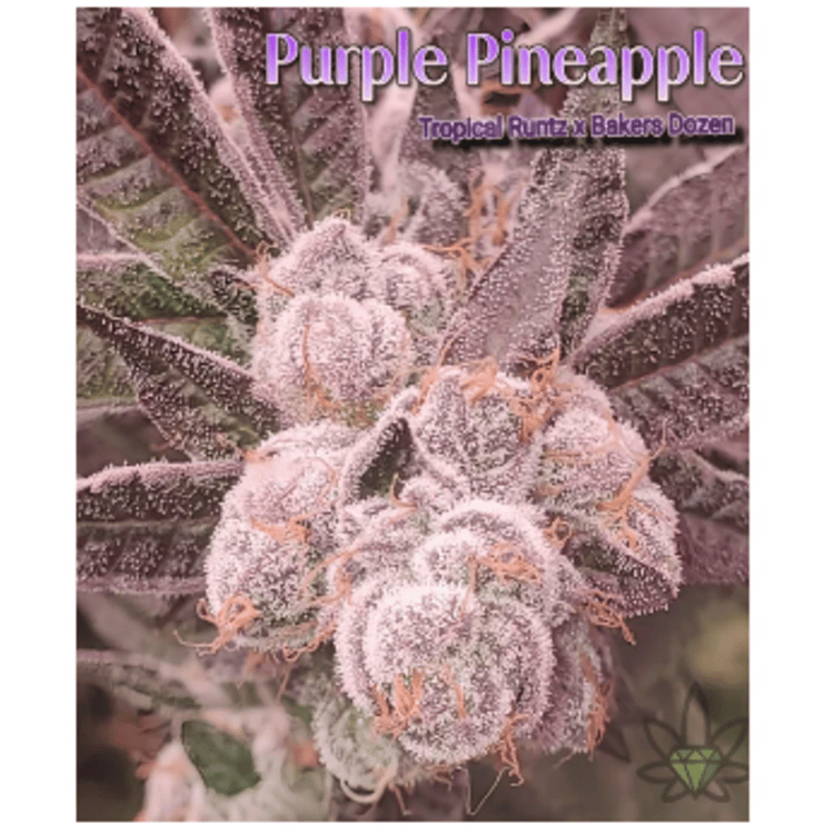 FL Purple Pineapple 7g High End Farms