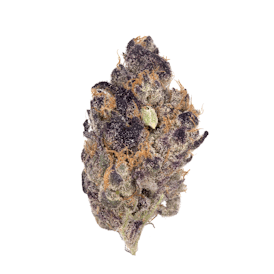 Rugged Roots | Bahama Mama | Flower