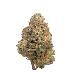 Highbrow | Purple Chameleon | Flower