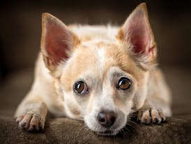 CBD Pet Tincture