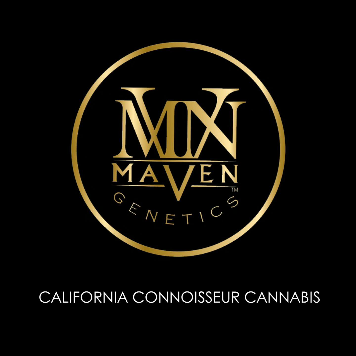 Maven Genetics: Key Lime Jack - - Goldies