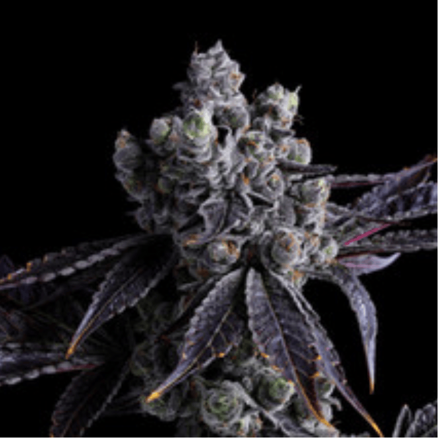 Fig Farms: Moonana Wreck