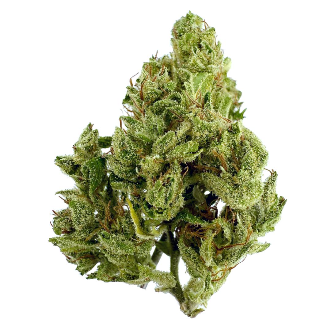 BAND AID HAZE: BAND AID HAZE #7 3.5G