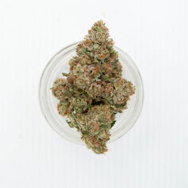 Meowy Jane | Alley Cat 3.5 Grams