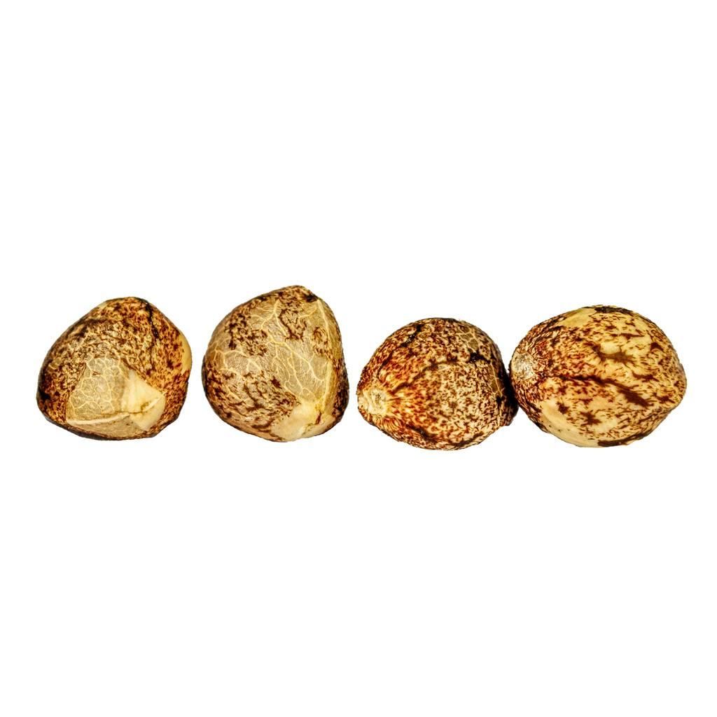 Weathered Islands Craft Cannabis - Froot by the Foot Feminized Autoflower Seeds - Indica - 4 Pack
