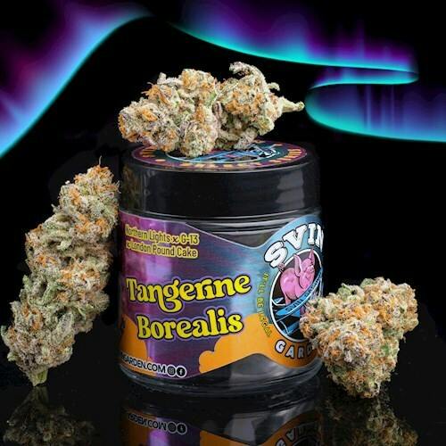 Tangerine Borealis #1 (DOH)