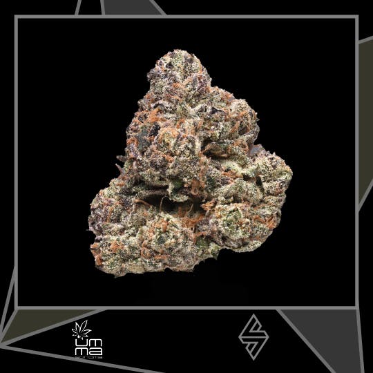 UMMA SONOMA — Lobster OG