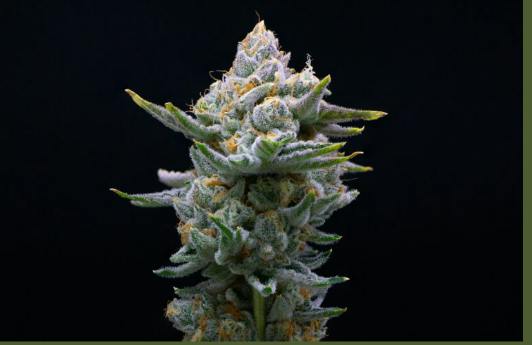 (SMALLS)Orange Zkittlez- Franklin Fields Flower