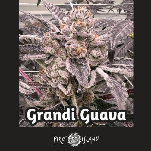 Grandi Guava Fire Island Bulk