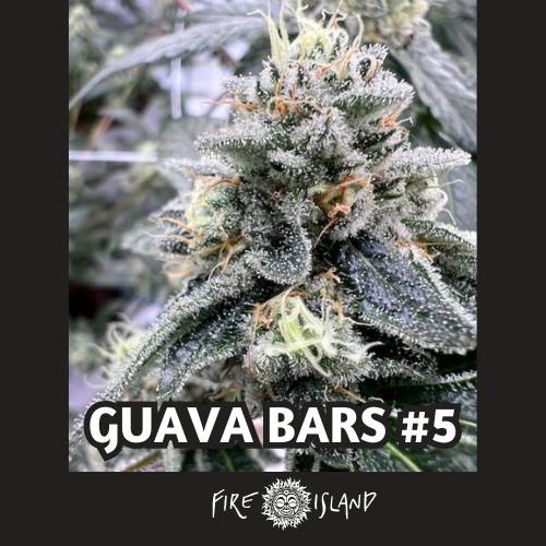 Guava Bars #5 Fire Island Bulk