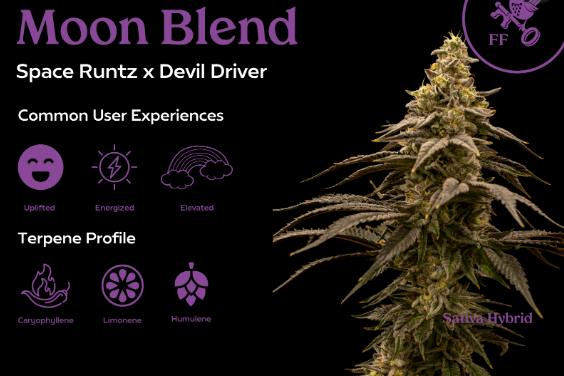 (SMALLS)Moon Blend- Franklin Fields Flower