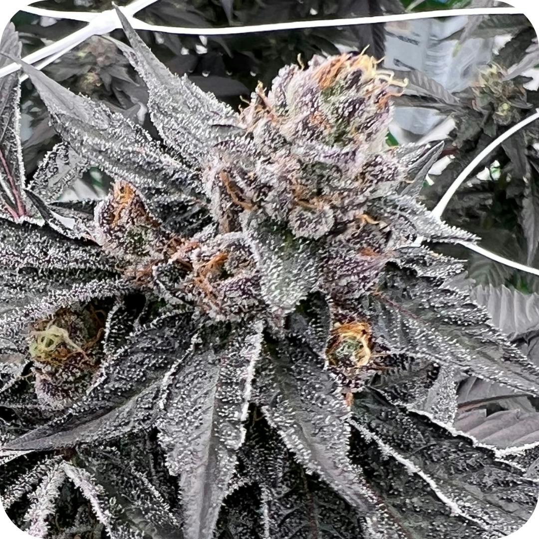 Jokerz #31 Fire Island Bulk