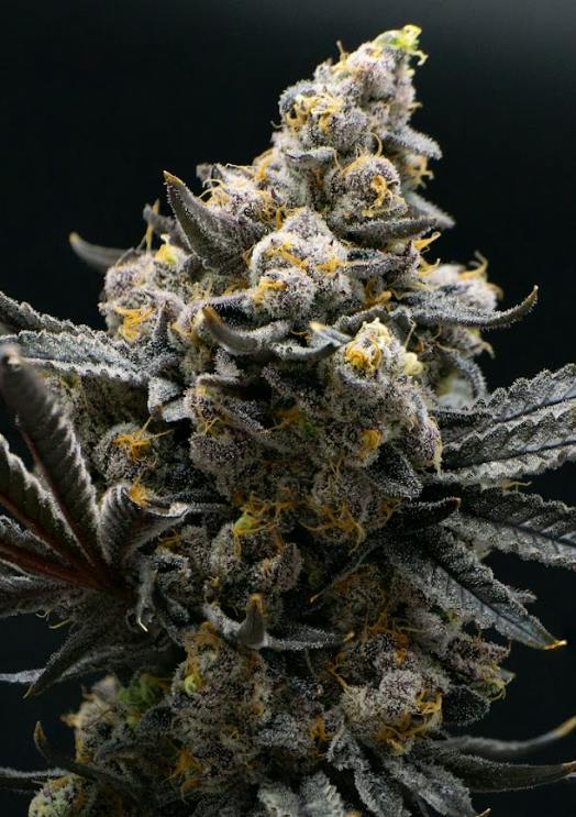 (SMALLS)Spritzer - Franklin Fields Flower
