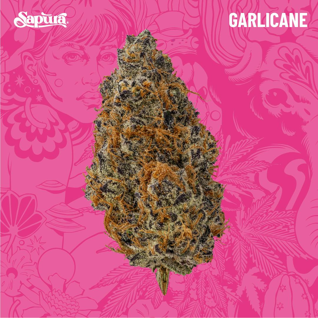 Garlicane Bulk (I)