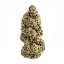 Animal Face Bulk (H)