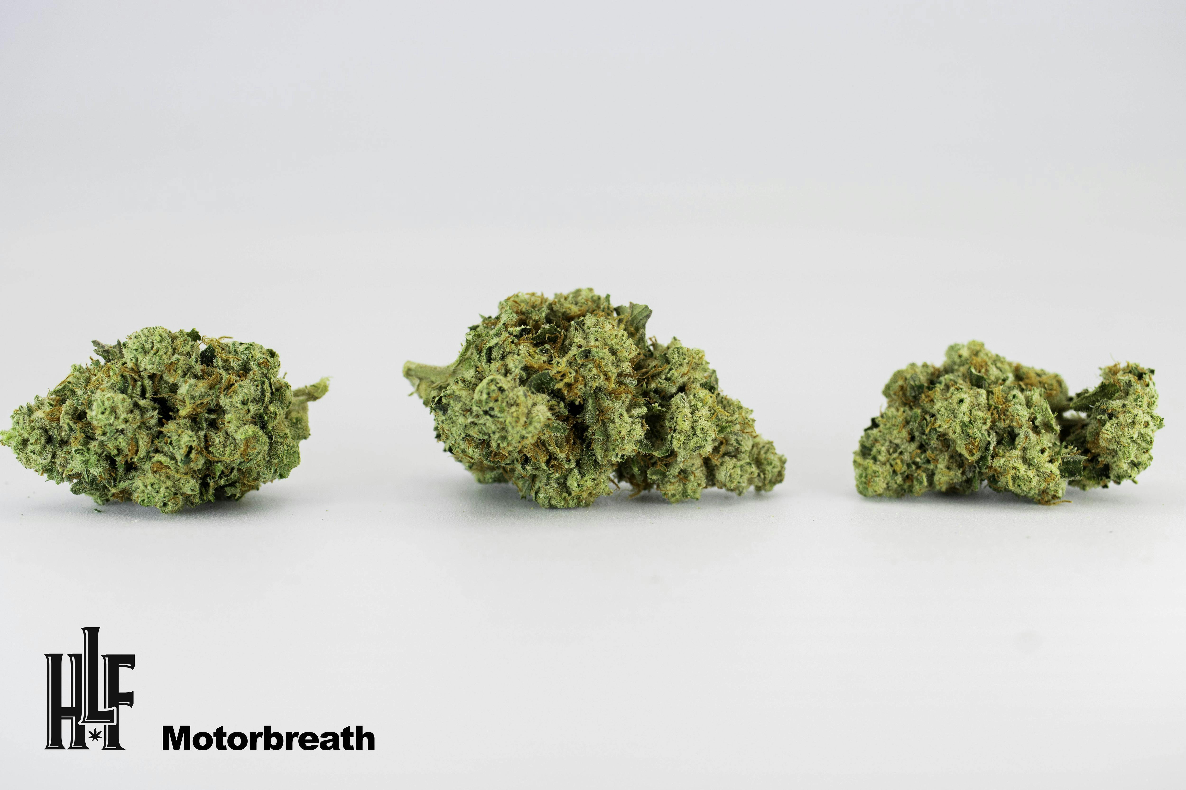 Motorbreath | Bulk Flower | High Life Farms