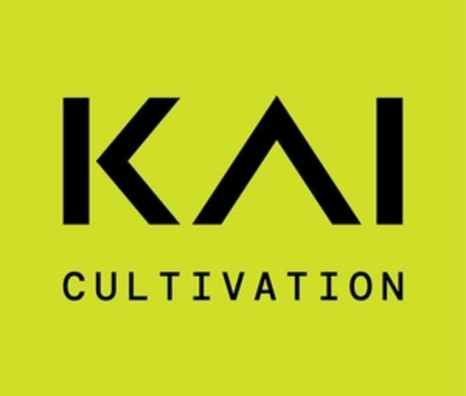 Kai Cannabis Co. | Peach Slushie | 1g THCA Infused Preroll