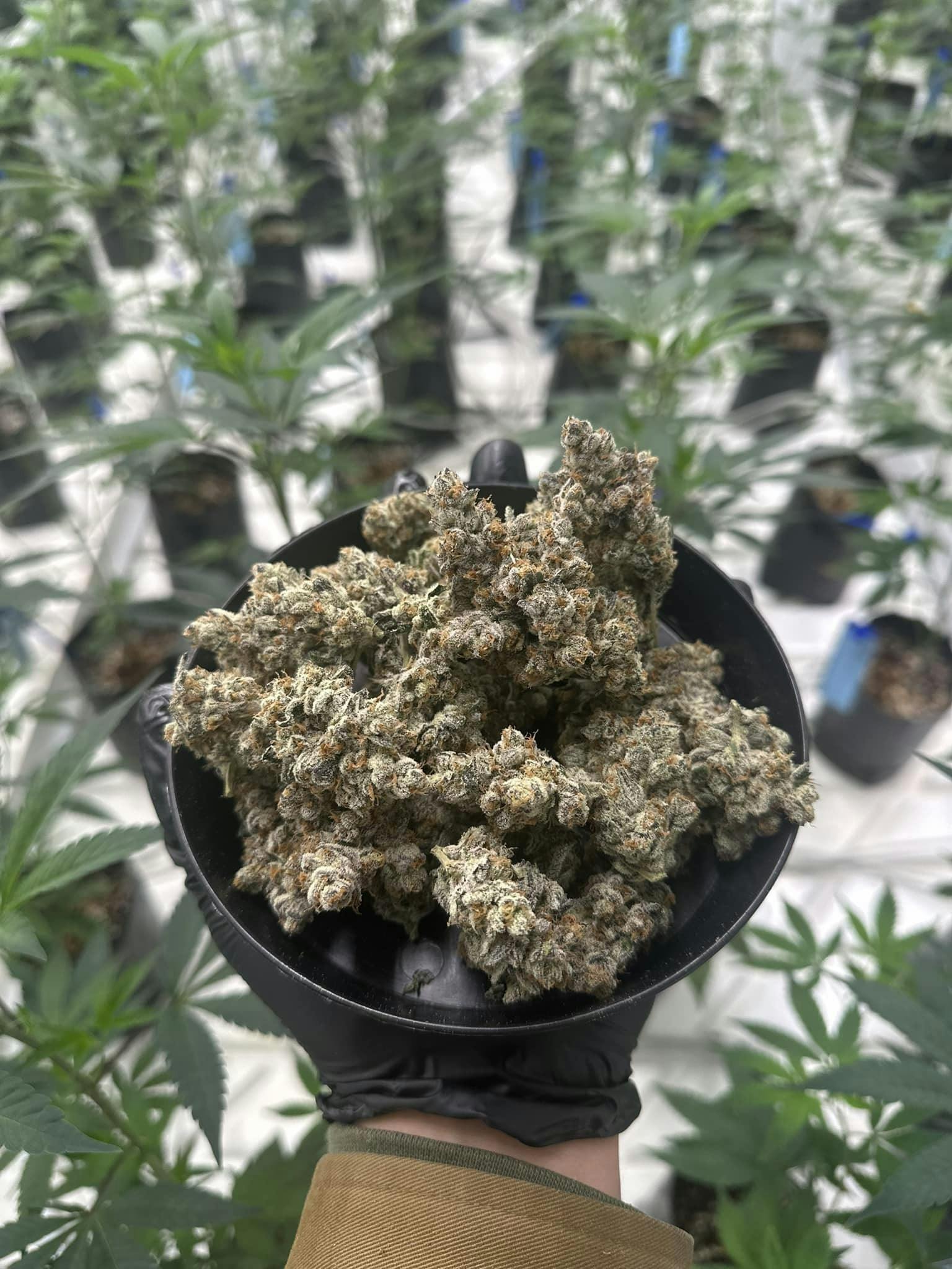 Waoreoz | Bulk Flower | Flos