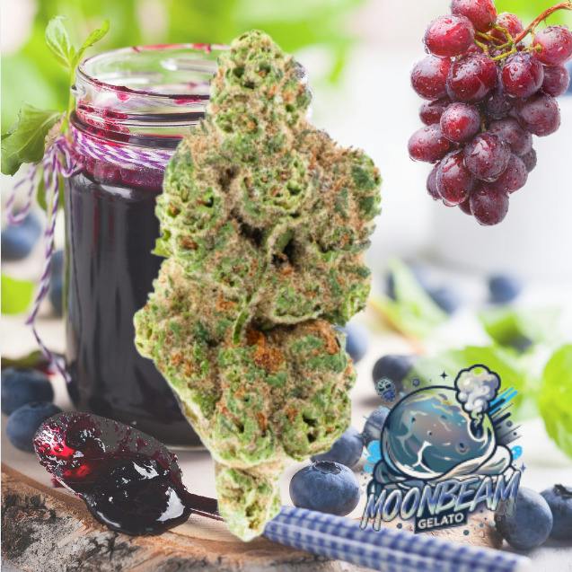 Moonbeam Gelato | 7g | Small Buds