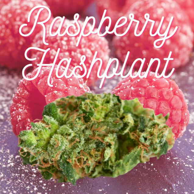 Raspberry Hashplant | 3.5g | Flower