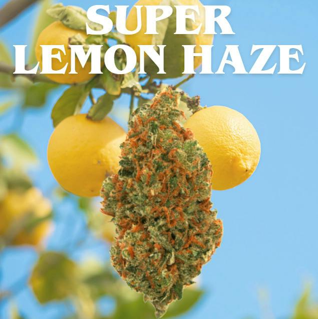 Super Lemon Haze | 3.5g | Flower