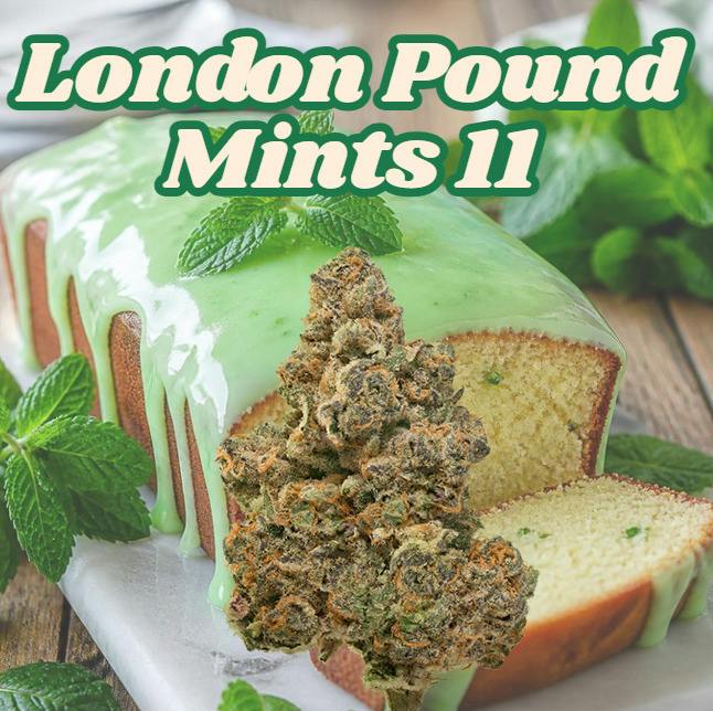 London Pound Mints 11 | 3.5g | Flower