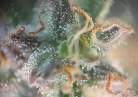 Top Gun | Minis | 0.5g each | 2pk at Coastless Dispensary - Luverne