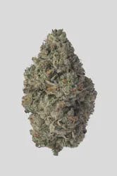 Pharmcann - GG#4