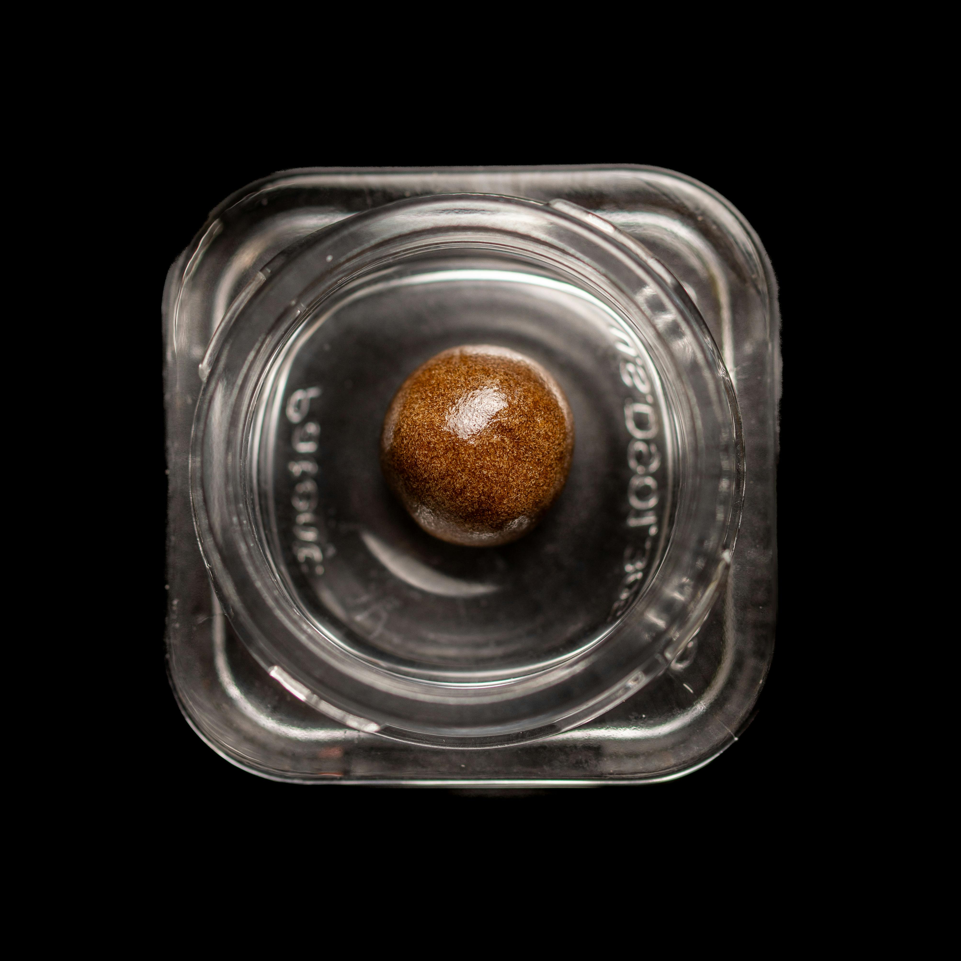 JAR Cured Traditional Hashish 1g - Wedding Pie at JAR Cannabis Co. Dispensary - Carrabassett (Sugarloaf)