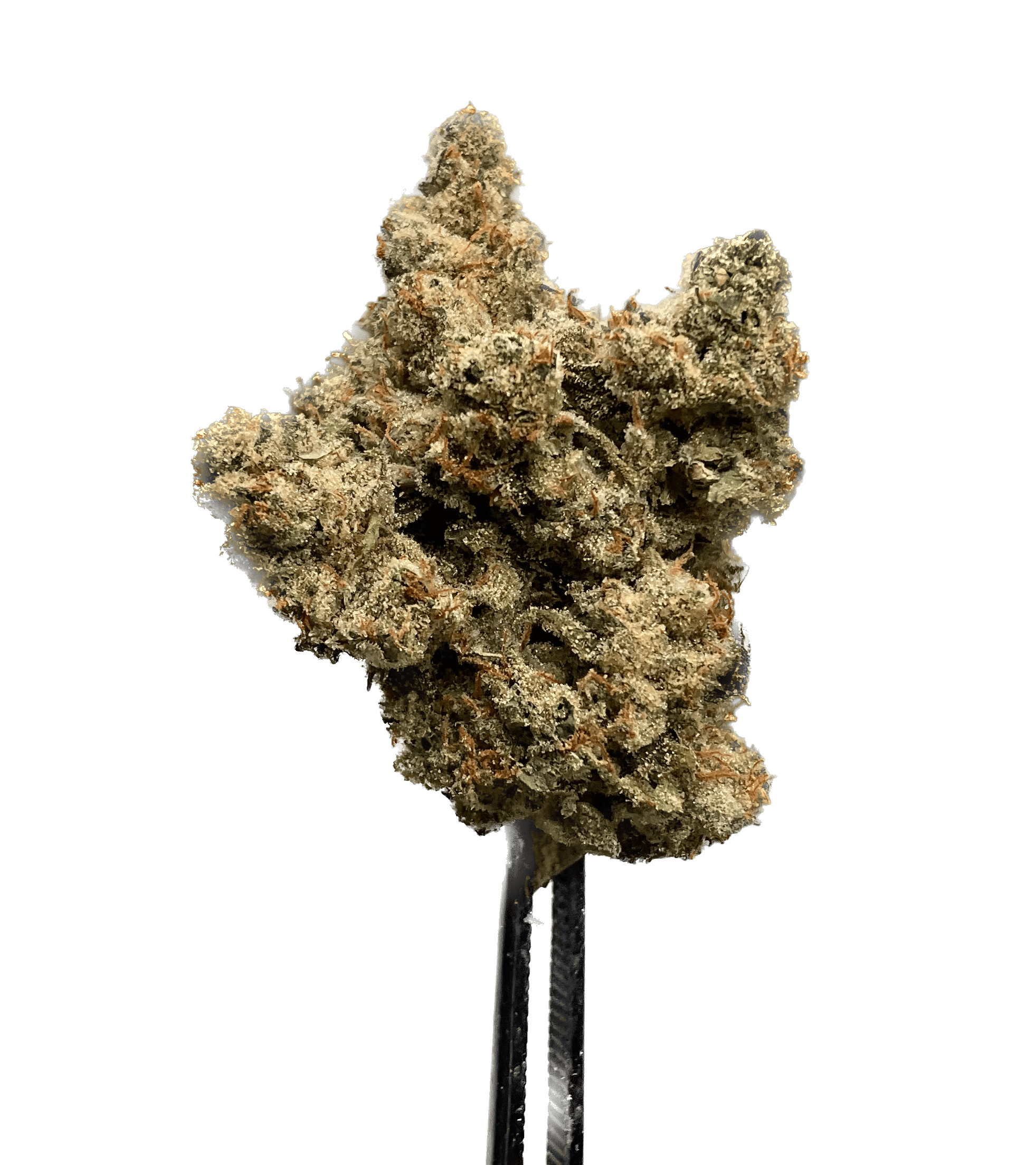GRAPE GUAVA (H) [REC]