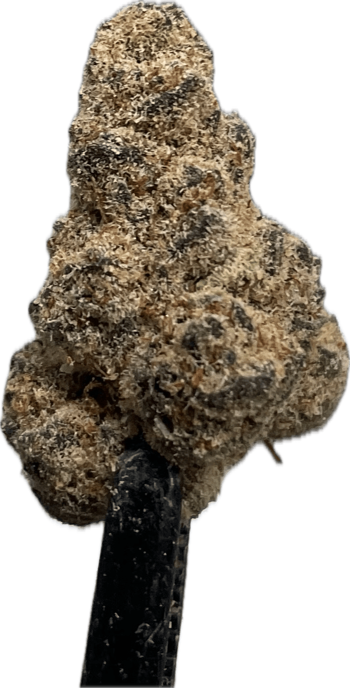 GLITTERSTAX (SH)
