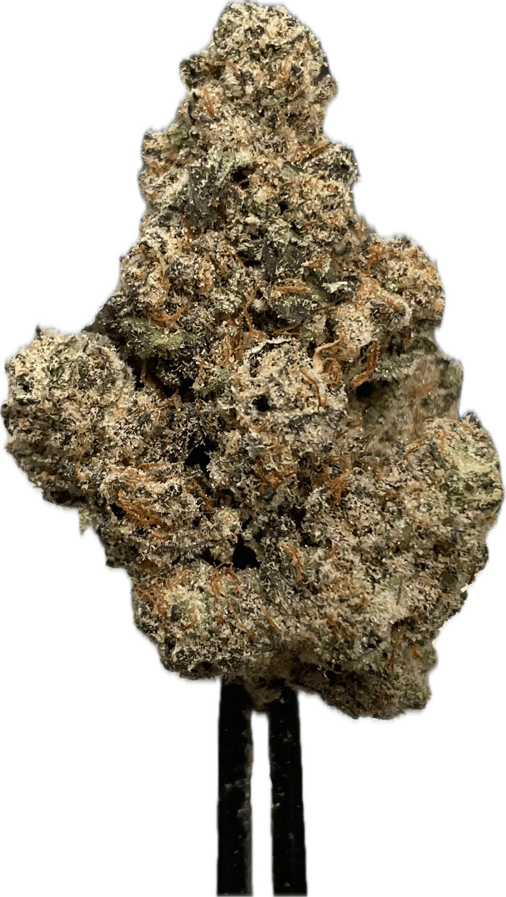 BANANACONDA (H)