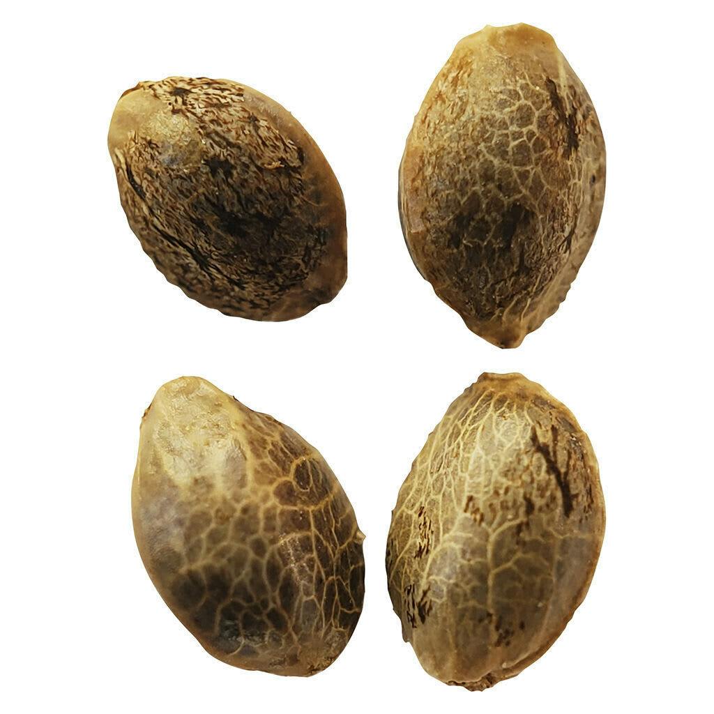 Lemon Sunshine Feminized Seeds 4 Pack Seeds