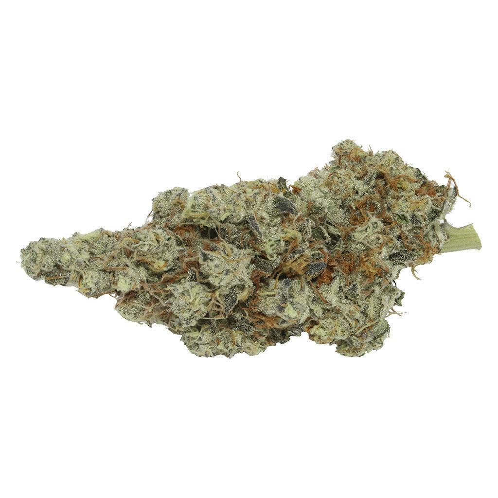 Northern Tropic 7g Dried Flower