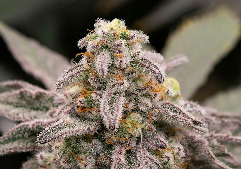 Cherry Flower cannabis product