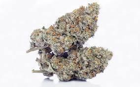Propaganda | Animal Tsunami | Flower, 1/8th Oz (3.5 grams)