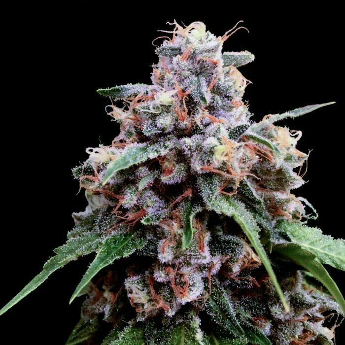 Propaganda | Lemon 18 | Pre-roll,