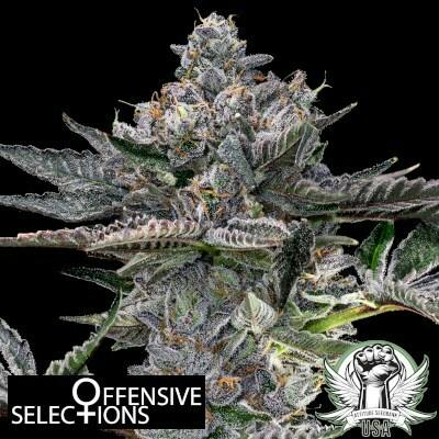 GRG | California | Flower | Bulk/Deli